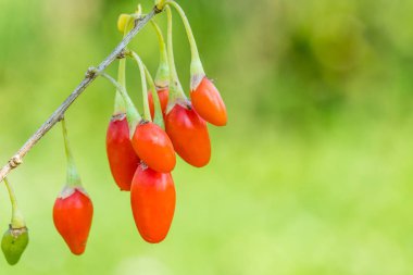 Goji berry, veya wolfberry. Olgun çilek dal üzerinde. Meyve anti-aging. Portre. Lycium barbarum veya Lycium chinense.