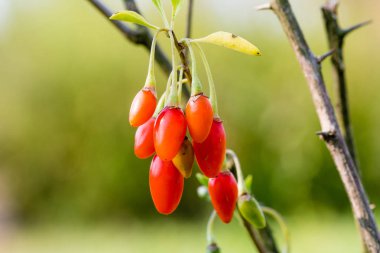 Wolfberry veya Goji berry. Olgun çilek dalı. Lycium barbarum veya Lycium chinense.