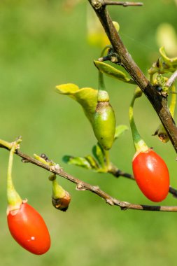 Goji berry, veya wolfberry. Olgun çilek dal üzerinde. Meyve anti-aging. Lycium chinense.