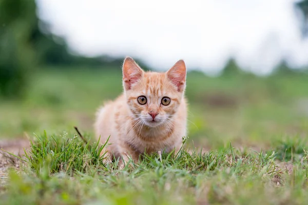 ストライプの子猫が草の上に座っています 浅い深さに提出 — ストック写真