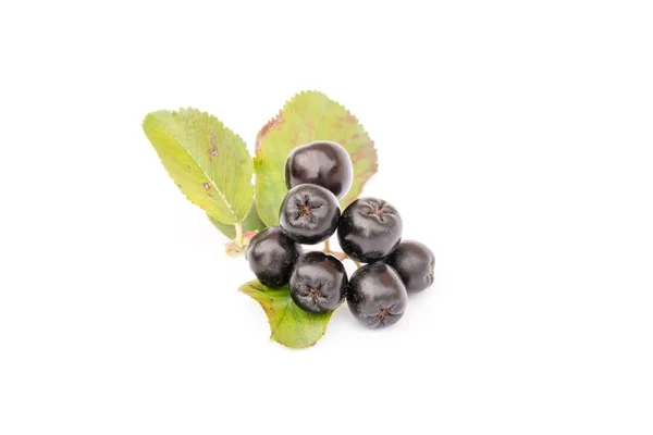 Chokeberry Aronia Melanocarpa Bayas Maduras Rama Con Hojas Aisladas Sobre Imagen de archivo