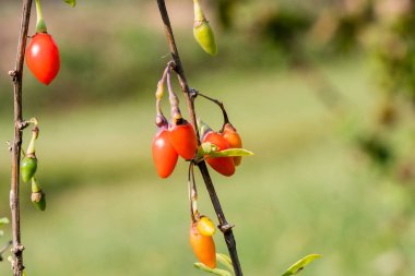 Goji berry, veya wolfberry. Olgun çilek dalı. Portre. Lycium barbarum veya Lycium chinense.
