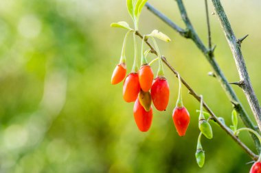 Goji berry, veya wolfberry. Olgun çilek dalı. Meyve anti-aging. Portre. Lycium barbarum veya Lycium chinense.