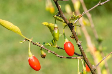 Goji berry, veya wolfberry. Olgun çilek dalı. Portre. Lycium barbarum veya Lycium chinense.