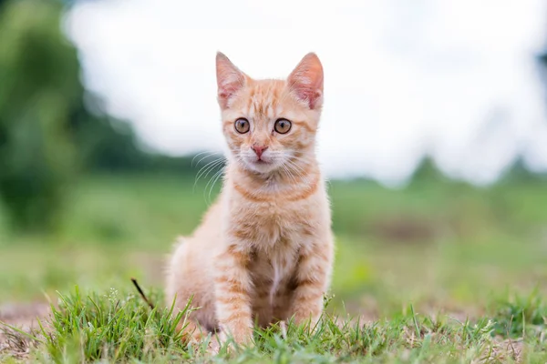 草の上に座っているかわいい若いの縞模様の猫の肖像画 浅い深さに提出 — ストック写真