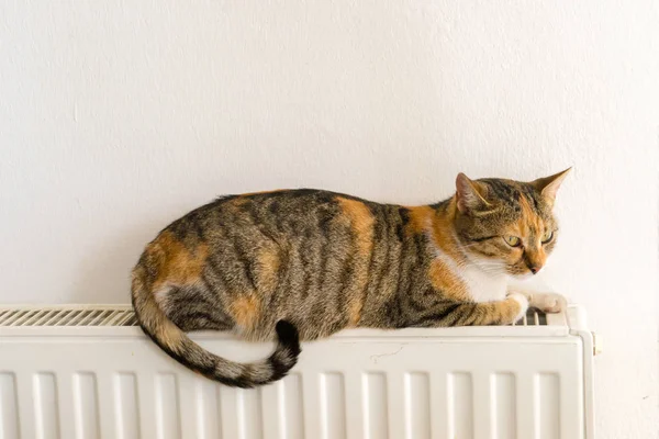 Hauskatze Entspannt Sich Auf Einem Warmen Heizkörper — Stockfoto