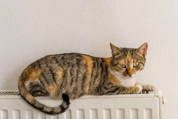 Hauskatze Entspannt Sich Auf Einem Warmen Heizkörper — Stockfoto