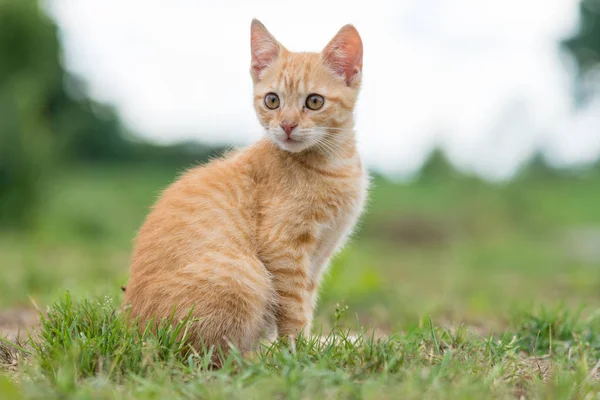 草の上に座っているかわいい若いの縞模様の猫の肖像画 浅い深さに提出 — ストック写真