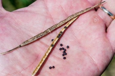El avuç üzerinde olgun kolza veya yağlı tohum pod açın. Hasat, tarım konsepti için hazır Crop. Brassica napus. Makro görünümünü kapatmak.