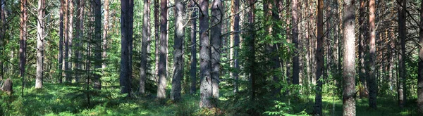 Wunderschönes Waldpanorama Sommer Kiefernwald Viele Bäume Sonniger Tag Ländlicher Raum — Stockfoto