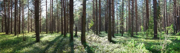 Wunderschönes Waldpanorama Sommer Kiefernwald Viele Bäume Sonniger Tag Ländlicher Raum — Stockfoto