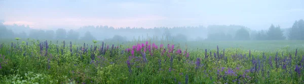 Kırsal bir yerde sis ile meadows Panoraması. Vahşi bir çayır üzerinde mor çiçekler. Orman şerit ufukta. Akşam gün batımı. Yaz sezonu.
