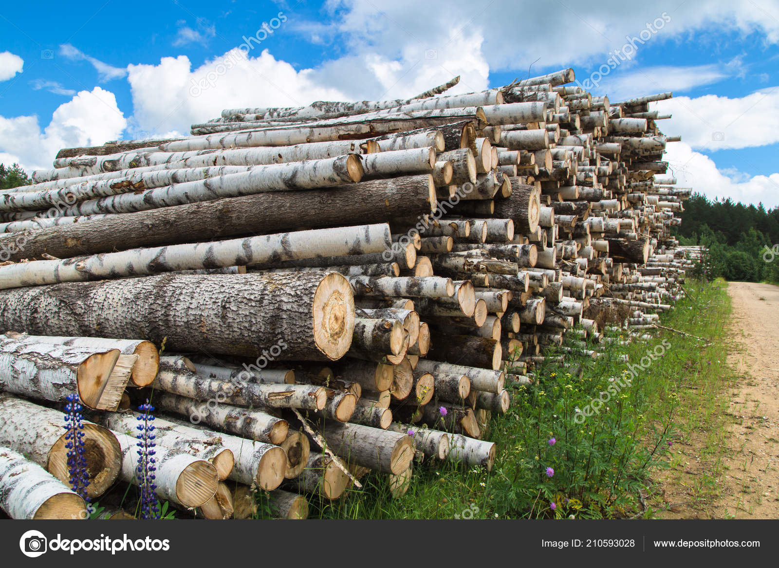 最新のhd トウヒ 木材 マインクラフトアイランド