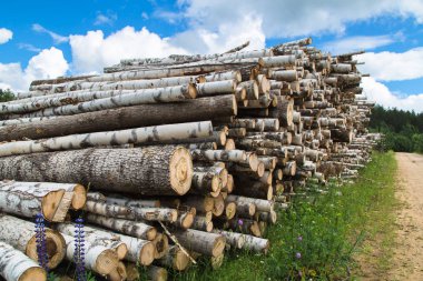 Ahşap Countryside yaz sezonunda hasat. Ahşap kesme. Ormansızlaşma. Bir sürü Ladin ve huş ağacı ahşap. Güneşli bir gün, mavi gökyüzü beyaz bulutlar ile.