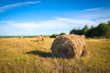 Güzel sonbahar yatay saman sheaves alanında. Kırsal yer. Arka plan mavi gökyüzünde. Yaban hayatı