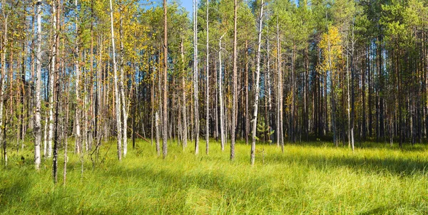 Schöne Herbstlandschaft Mit Birken Und Grünem Gras Sonnigen Tag Gelbe — Stockfoto