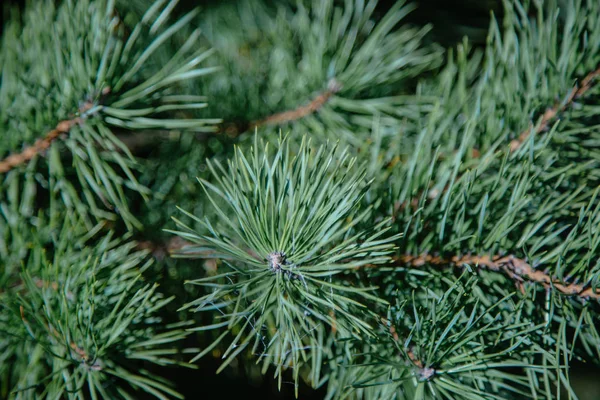 Flauschige Grüne Kiefernzweige Gegen Den Blauen Himmel Lange Nadeln Weihnachtsbaum — Stockfoto