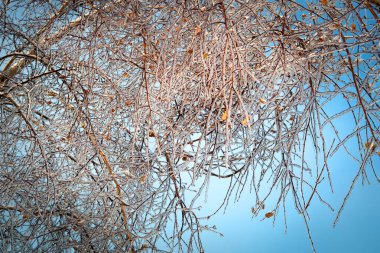 Kırmızı meyveler ile buzlu ağaç dalları. Güneşte parlayan buz. Kristal dalları. Soğuk kış günü.