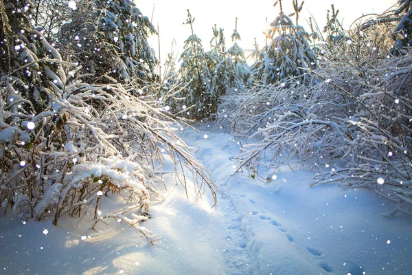 Bela Paisagem Inverno Com Estrada Coberta Neve Dia Ensolarado Gelado — Fotografia de Stock