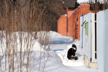 Kış manzara beyaz kar ve kar üzerinde siyah kedi. Rustik bir görünüm. Bahçe çit ile. Kırsal yer. Güneşli gün.