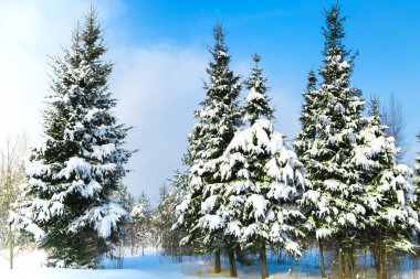 Güzel kış manzara köknar ağaçları ve orman yolu yürüdüğün için. Açık mavi gökyüzü ile beyaz bulutlar. Kar ve ağaçlar üzerinde bir çok