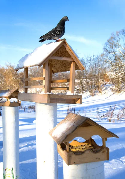 Pigeon Assis Sur Une Mangeoire Oiseaux Bois Jour Des Bonnes — Photo