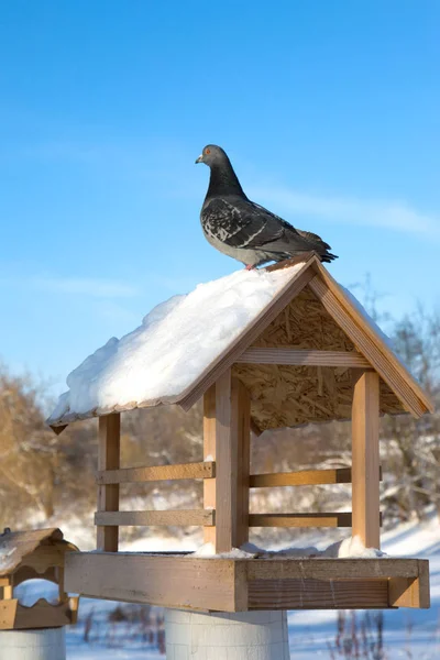 Pigeon sitting on a wooden bird feeder. The day of good deeds. Feeding birds in winter. Clear day. Blue sky. Winter frosty day.