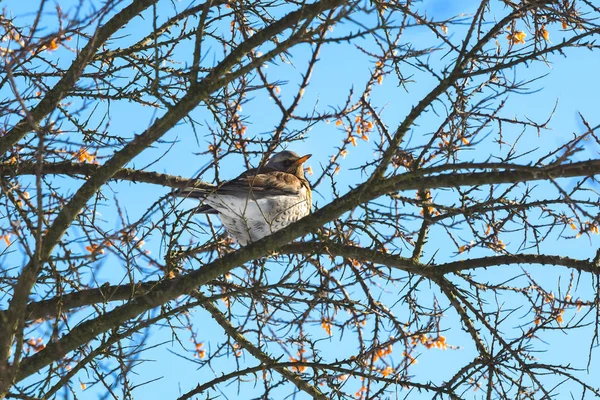 美しく 色鮮やかなオレンジ色のくちばしの木の枝にアカハラ毛孔鳥 オレンジ果実枝 背景の青い空 冬のシーズン — ストック写真