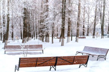 Bulutlu bir günde Park City'de kış manzara. Karla kaplı ağaçlar bitki örtüsü olmadan. Çok kar. Kahverengi banklar karda. Kar şube ön planda.