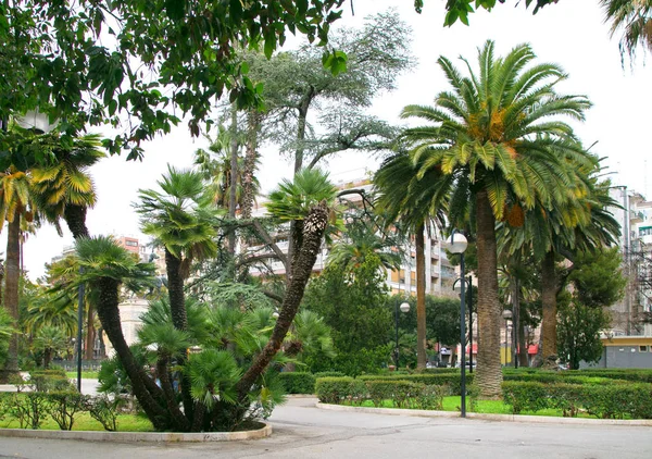 Paesaggio Urbano Con Palme Una Giornata Nuvolosa Parco Della Città — Foto Stock