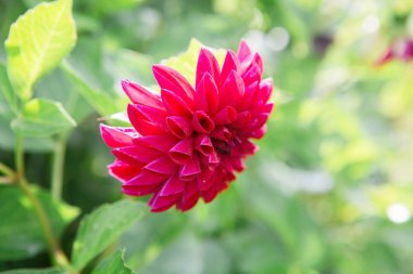 Güzel büyük mor çiçek yeşil arka plan bulanık. Dahlia. Kırsal Park. Güneş tarafından aydınlatılmış narin yeşil yeşillik. Yaz günü.