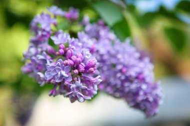 Kırsal bir parkta Lila, pembe ve mor güzel gür demetleri. Arka plan bulanık. Makro modu. Yaz sezonu