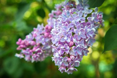 Kırsal bir parkta Lila, pembe ve mor güzel gür demetleri. Arka plan bulanık. Makro modu. Yaz sezonu
