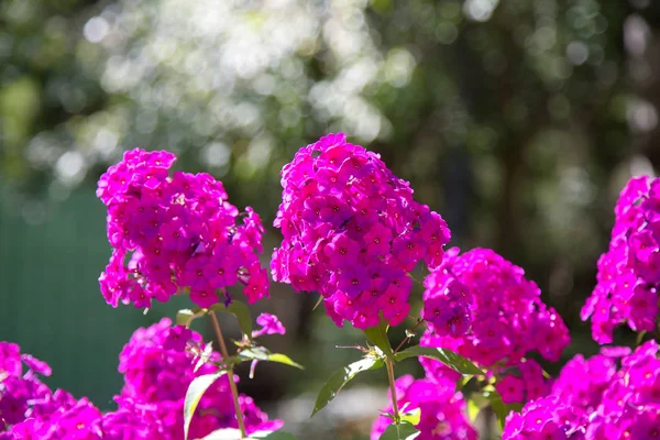 Phlox City Park güzel parlak mor çiçekler. Bir sürü yeşil bitki örtüsü. Açık güneşli yaz günü. Arka plan bulanık.