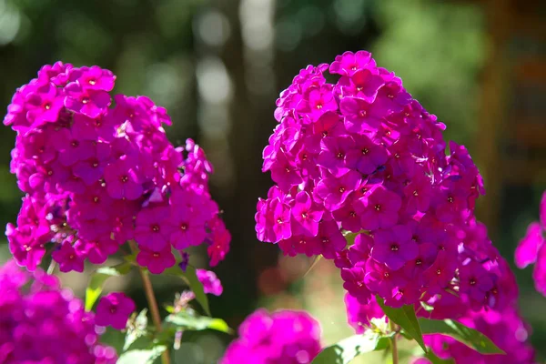 Schöne Leuchtend Violette Blüten Phlox Stadtpark Viel Grüne Vegetation Sonniger — Stockfoto
