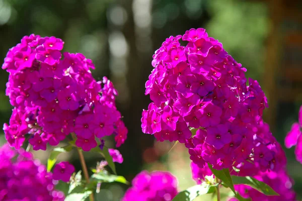 Phlox City Park güzel parlak mor çiçekler. Bir sürü yeşil bitki örtüsü. Açık güneşli yaz günü. Arka plan bulanık.