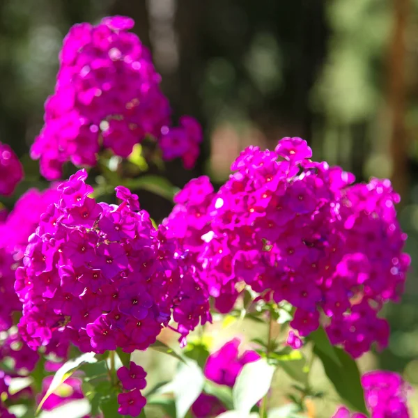 Phlox City Park güzel parlak mor çiçekler. Bir sürü yeşil bitki örtüsü. Açık güneşli yaz günü. Arka plan bulanık.