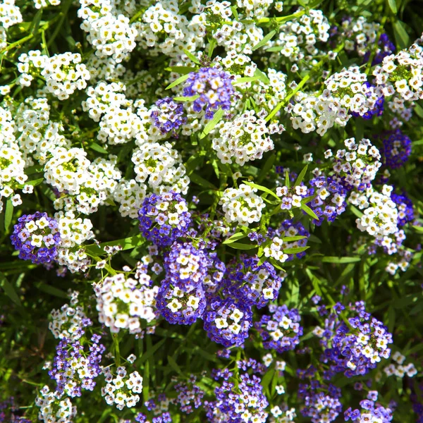 Beautiful white and purple flowers in the city Park. Background of small flowers. The view from the top.