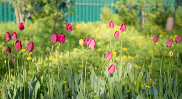 Желтые Красные Тюльпаны Сельском Парке Садовые Цветы Много Зеленой Растительности — стоковое фото