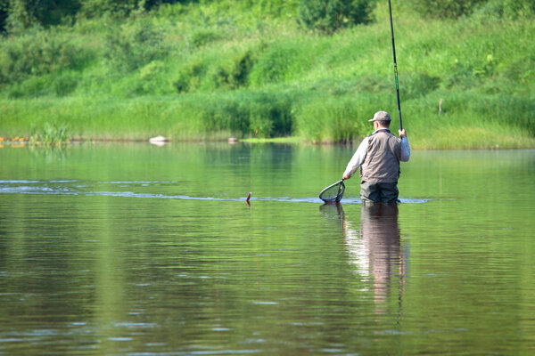 Summer fishing on the lake. A fisherman caught the fish. A man pulls a fish out of the river, in the hands of a fishing rod and net.  Beautiful summer landscape. A lot of green vegetation, reflected in the water. Summer season.