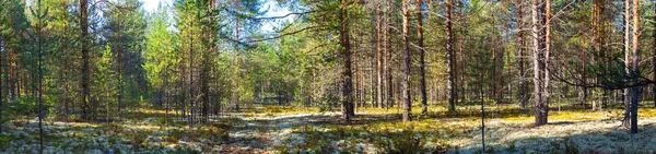 Panorama Des Herbstlichen Kiefernwaldes Einem Ländlichen Ort Schönes Weißes Moos — Stockfoto