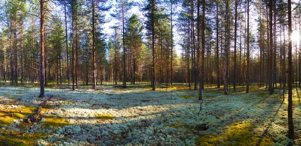 Panorama Des Herbstlichen Kiefernwaldes Einem Ländlichen Ort Schönes Weißes Moos — Stockfoto