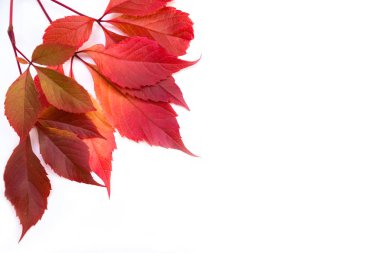 Beyaz izole arka plan üzerinde güzel mor sonbahar yaprakları