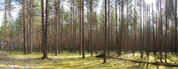 Panorama des Kiefernwaldes an einem sonnigen Herbsttag — Stockfoto