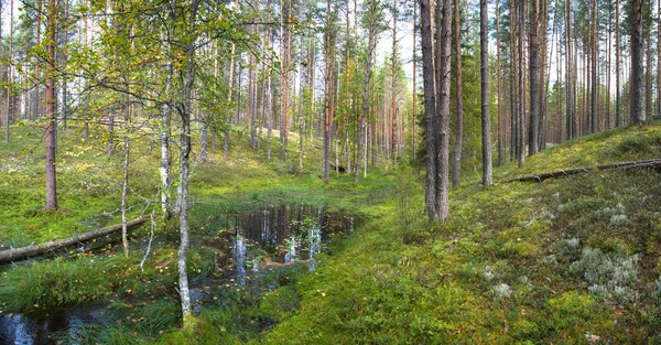 Wunderschöne Waldlandschaft mit Kiefern und einem kleinen See — Stockfoto