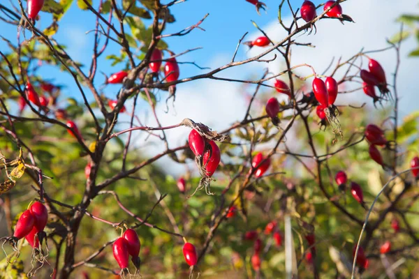 Röda Mogna Bär Vild Ros Vitaminprodukt Djurliv Höstsäsong Blå Himmel — Stockfoto