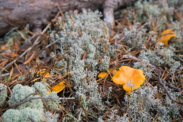 Funghi Finferli Arancioni Gialli Che Crescono Tra Muschio Autunno Raccolta — Foto Stock
