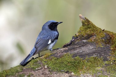 Kara gerdanlı erkek mavi ötleğen (Setophaga caerulescens) yosunlu oturum açma - Lambton Shores, Ontario, Kanada tünemiş