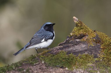 Kara gerdanlı erkek mavi ötleğen (Setophaga caerulescens) yosunlu oturum açma - Lambton Shores, Ontario, Kanada tünemiş