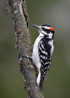 Erkek kıllı bir ağaç dalı - Lambton Shores, Ontario, Kanada tünemiş ağaçkakan (Leuconotopicus villosus)